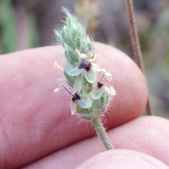 Plantago floccosa