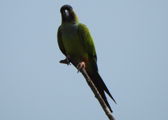 Aratinga nenday