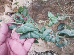 Passiflora exoperculata