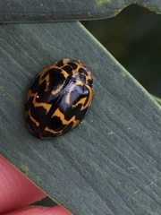 Cleobora mellyi