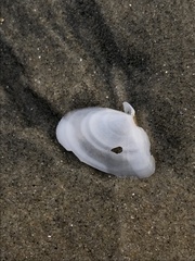 Rexithaerus secta
