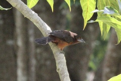 Ramphocelus carbo