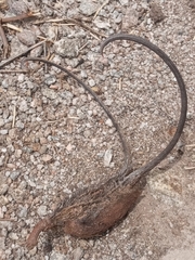 Ibicella lutea