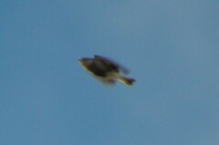 Calcarius ornatus