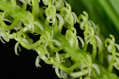 Liparis viridiflora