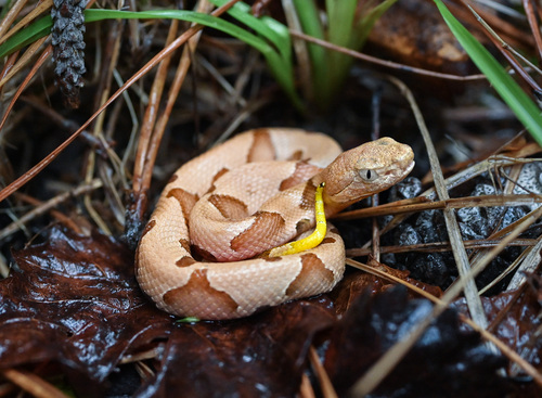 Eastern Copperhead photographed in Texas