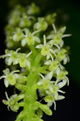 Liparis viridiflora