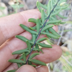 Pellaea ternifolia