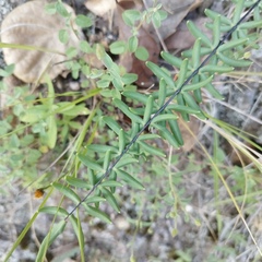 Pellaea ternifolia