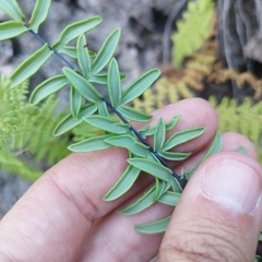 Pellaea ternifolia
