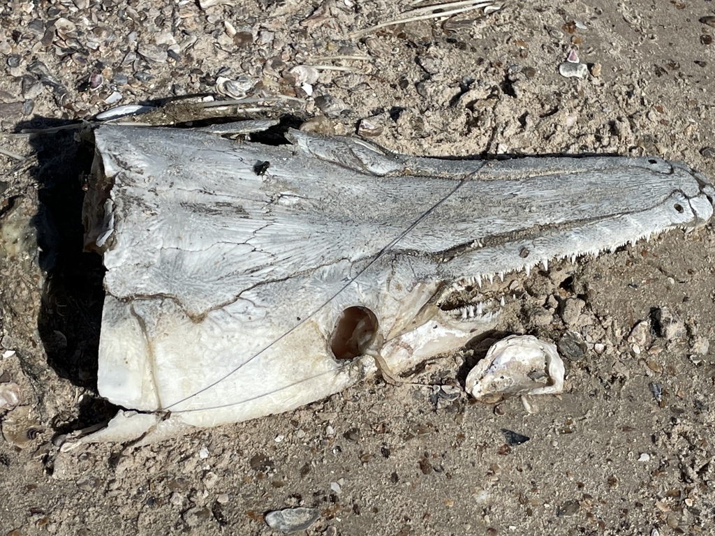 Alligator Gar from Smith Point, TX 77514, USA on November 07, 2022 at