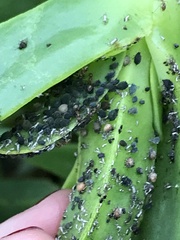 Aphis gossypii