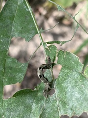 Acontiinae