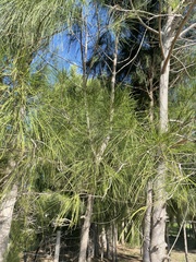 Casuarina equisetifolia