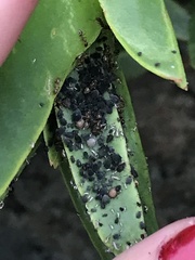 Aphis gossypii
