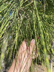 Casuarina equisetifolia