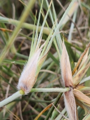 Spinifex sericeus