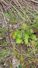 Erodium malacoides