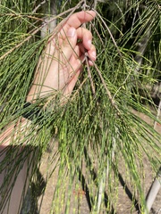 Casuarina equisetifolia