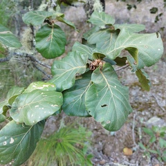 Quercus jonesii