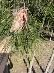 Casuarina equisetifolia