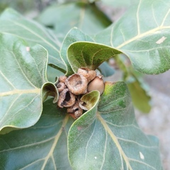 Quercus jonesii