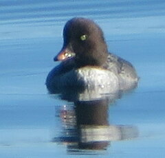 Bucephala