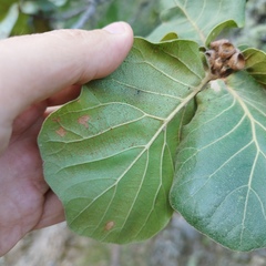 Quercus jonesii