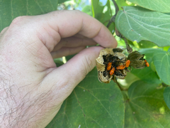 Dysdercus cingulatus