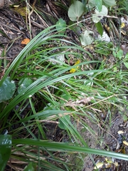Carex spinirostris