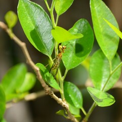 Spaminta minjerribae