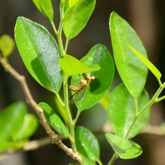 Spaminta minjerribae