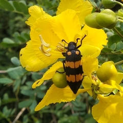 Hycleus biundulatus