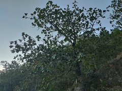 Quercus jonesii