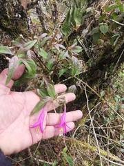 Fuchsia juntasensis