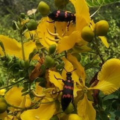 Hycleus biundulatus