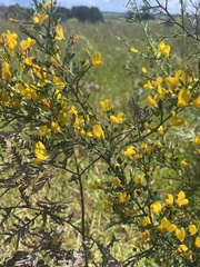 Calicotome spinosa