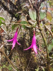 Fuchsia juntasensis