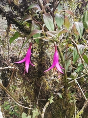 Fuchsia juntasensis