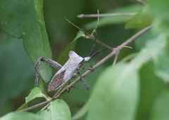 Acanthocephala alata