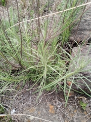 Vernonanthura nudiflora