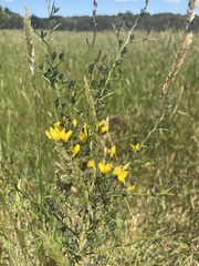 Calicotome spinosa