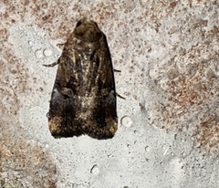 Elaphria chalcedonia