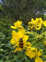 Senna auriculata