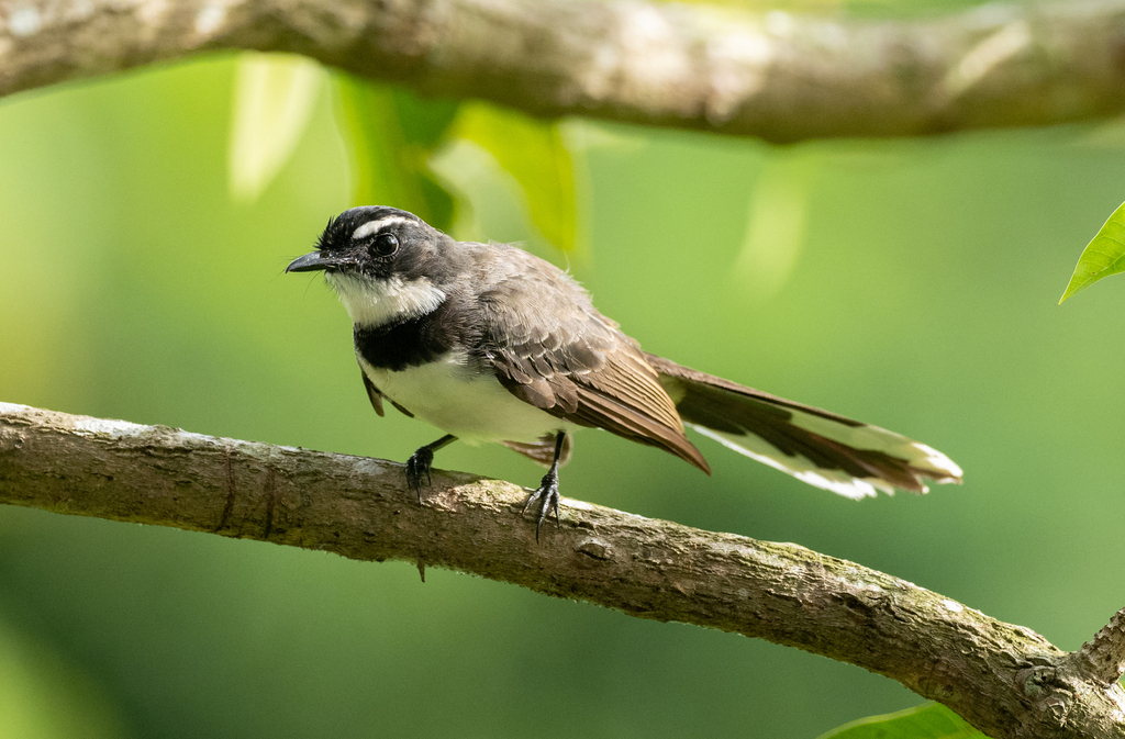 Philippine Pied-Fantail (Rhipidura nigritorquis) photo