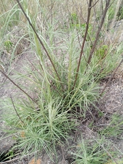 Vernonanthura nudiflora