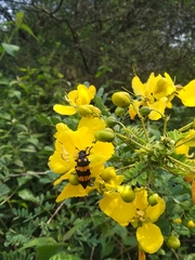 Senna auriculata