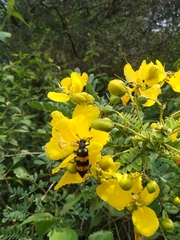 Senna auriculata