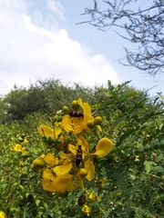 Senna auriculata