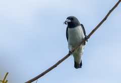 Artamus leucorynchus